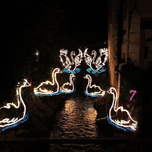 The annual stroll around Angarrack #angarrack #christmas #7swansaswimming #river #christmaslights #cornwall